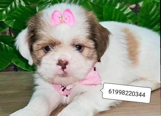 Shih tzu mini sales olx