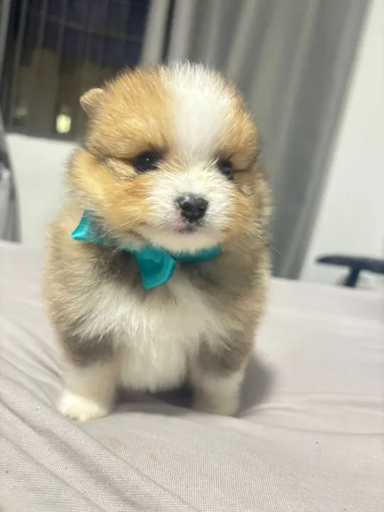 Spitz alemão (lulu da pomerania)