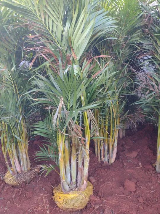 Palmeira Areca bambu - Foto 2