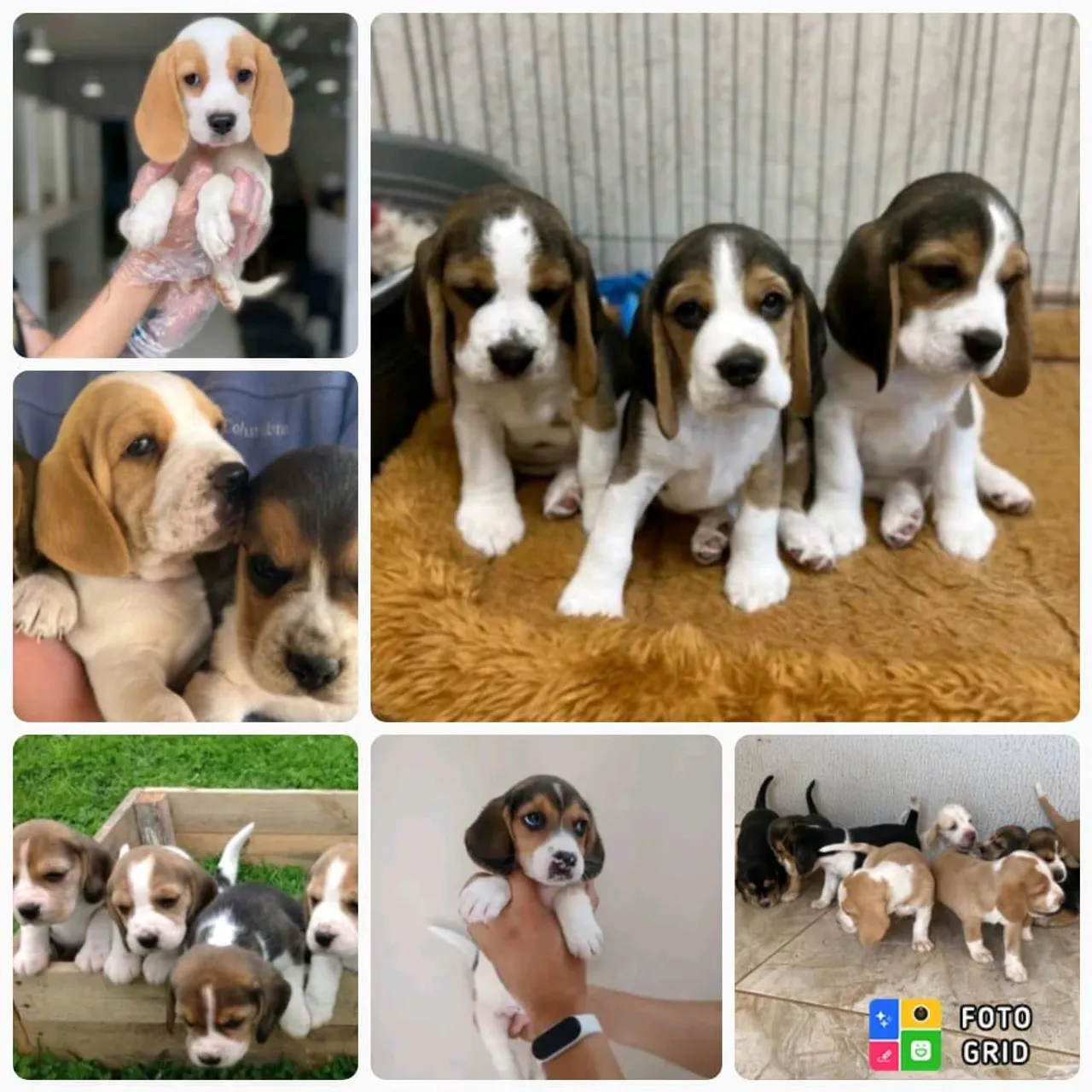 Vendo Filhotes Beagle