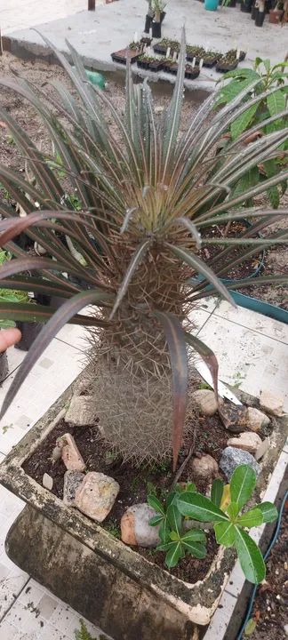 Palmeira de madagascar  - Foto 6