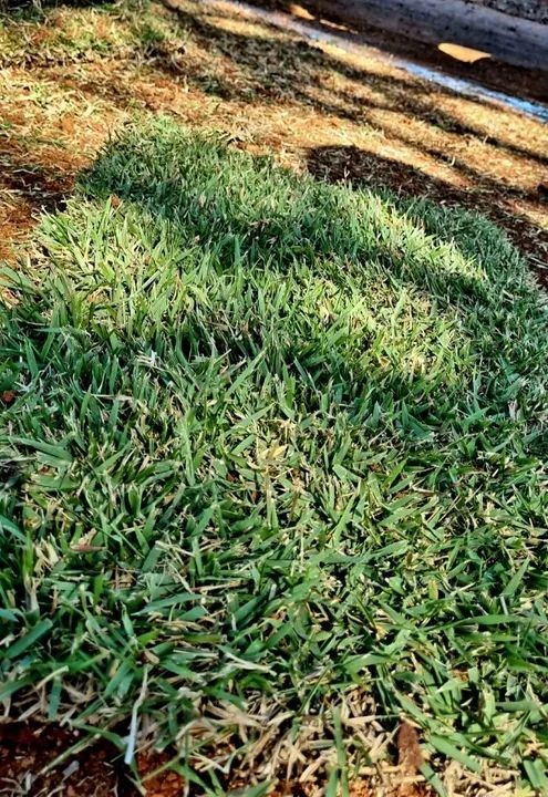 Grama Esmeralda, São Carlos e Batatais - Venda de Grama - Foto 3