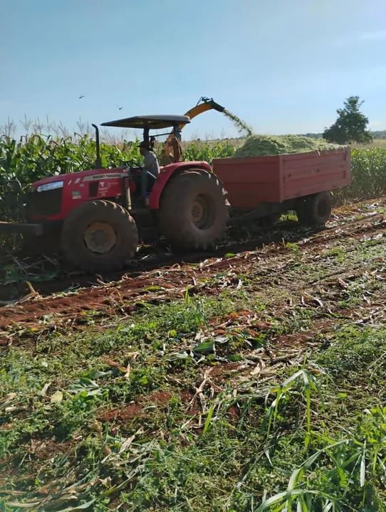 Cilagem de milho  - Foto 2