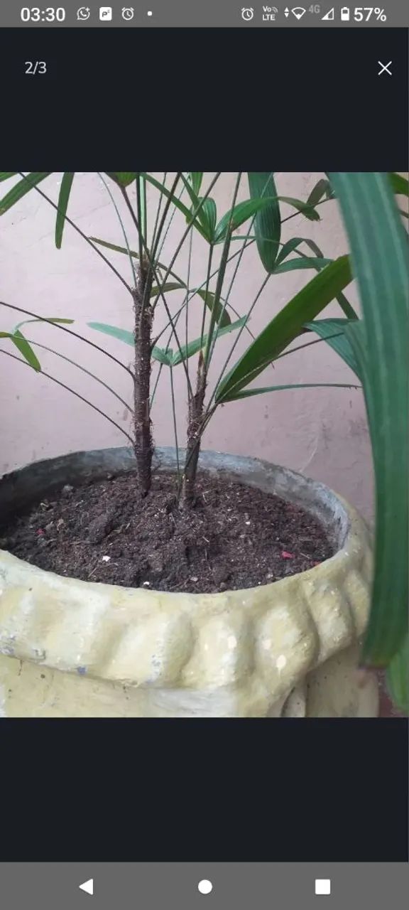 Palmeira Ráfia - Foto 2