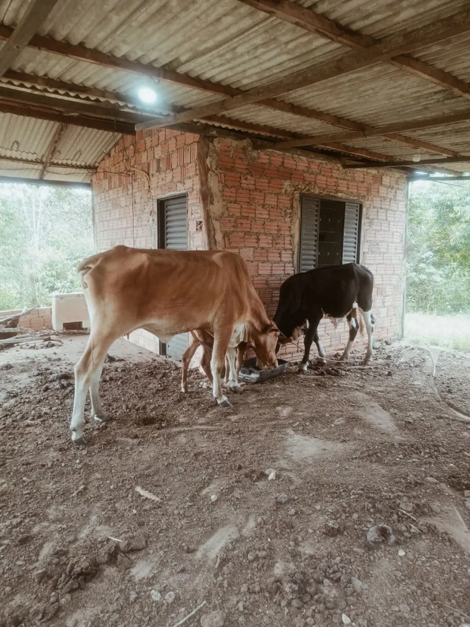 VENDE-SE TRÊS CABEÇAS DE GADO.