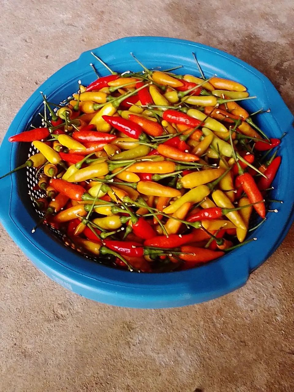 Pimenta Fresca para venda - Foto 3