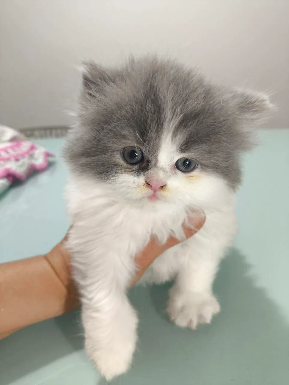 Último gatinho Persa Branco 3 meses - Foto 4