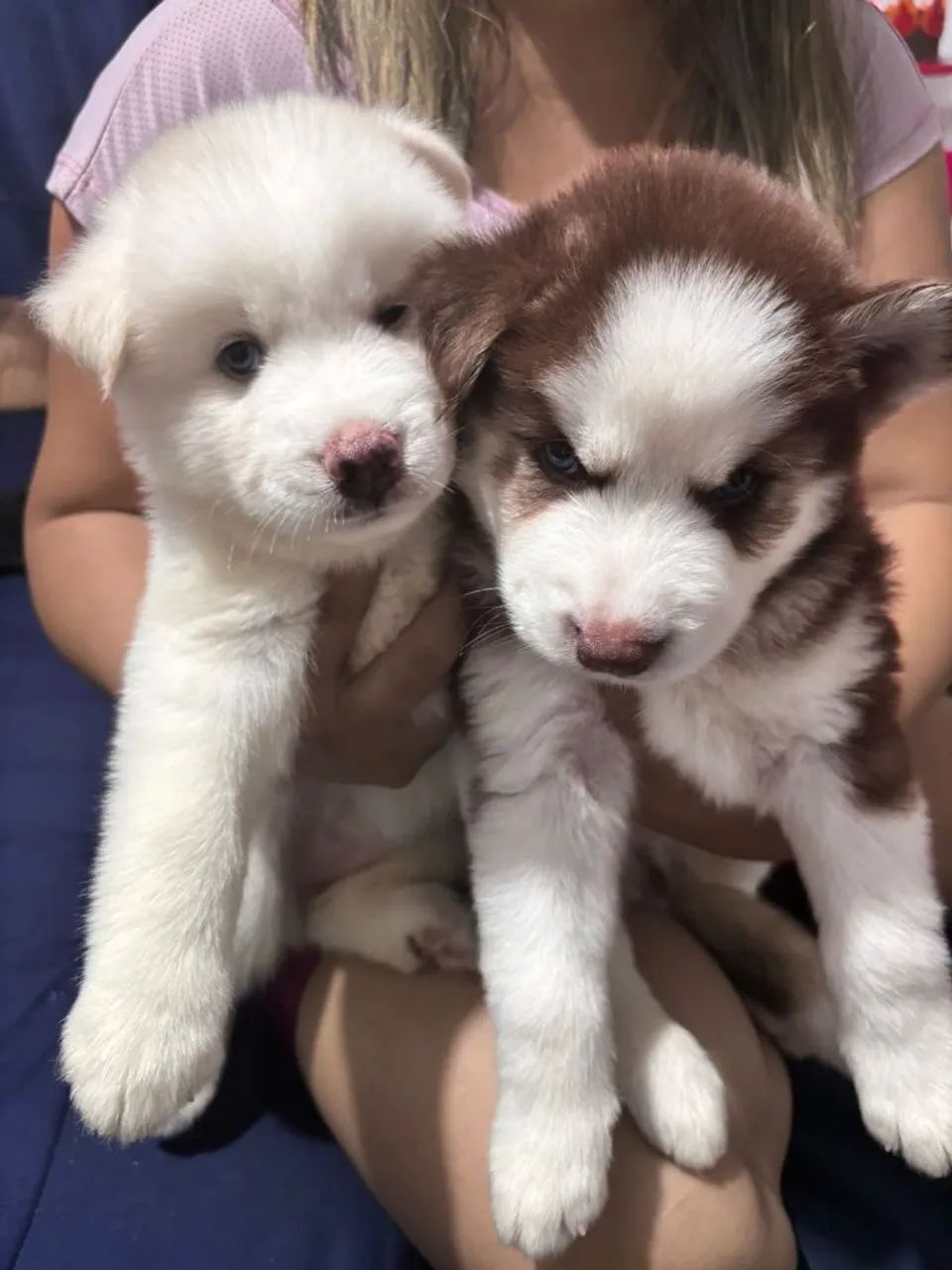 Dois filhotes de Husky Siberiano - Foto 2