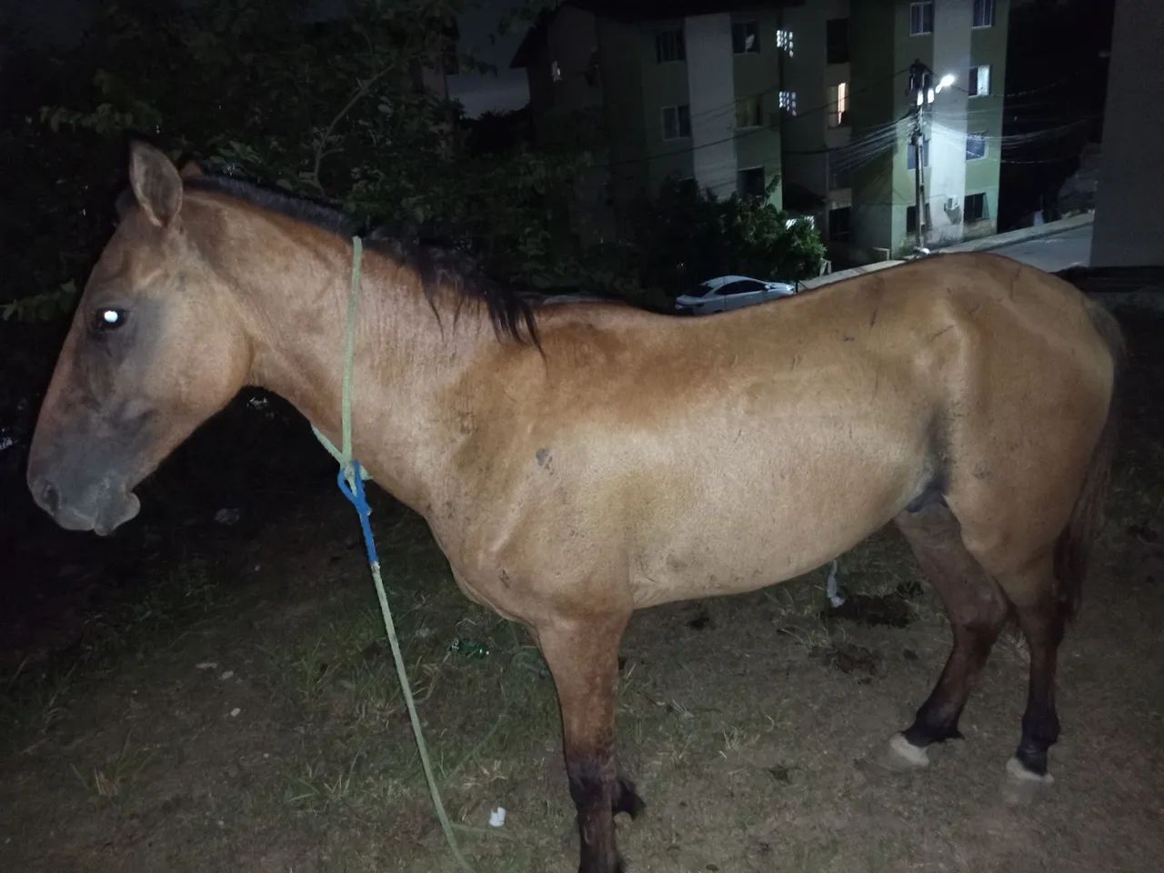 Cavalo com no máximo 3 anos - Foto 3