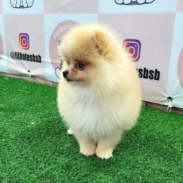 OSpitz Alemão Anão (Lulu da Pomerânia) - MACHO, com pedigree CBKC internacional - Foto 3