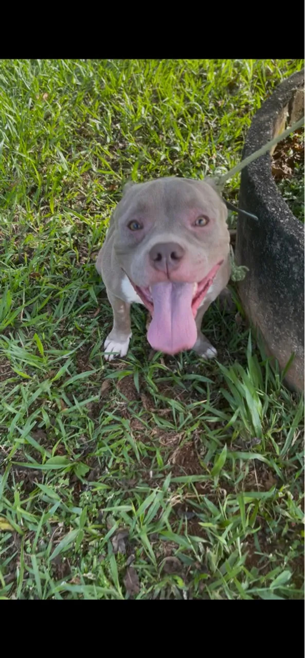 American bully