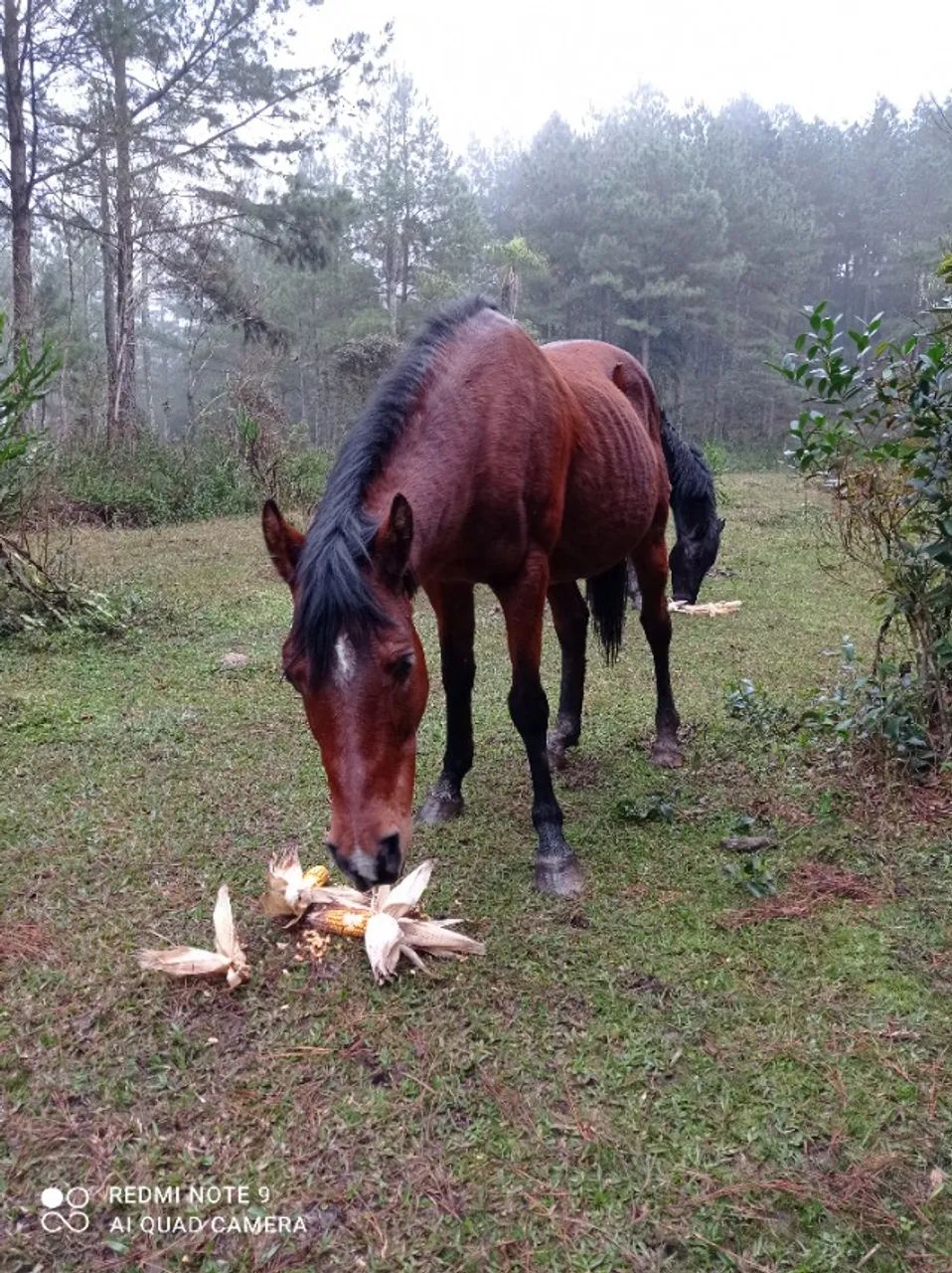 Cavalo manso de montaria 