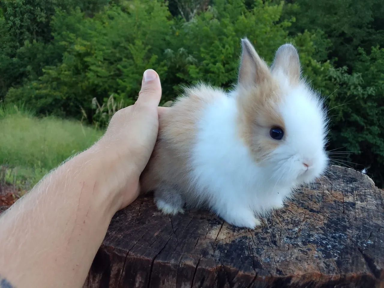 Mini coelho-Lion  - Foto 4