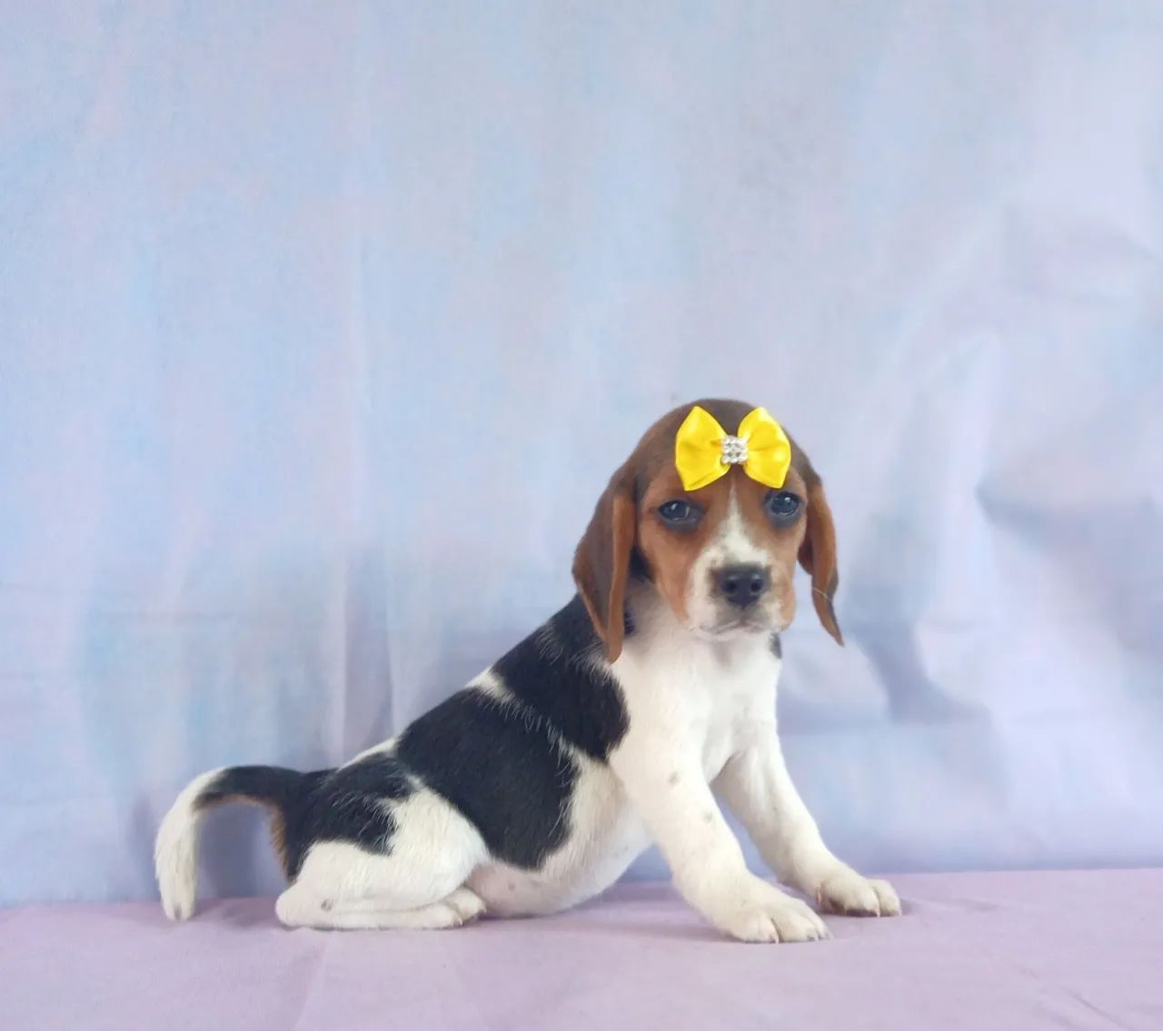 BEAGLE  - FILHOTES LINDOS - Foto 2