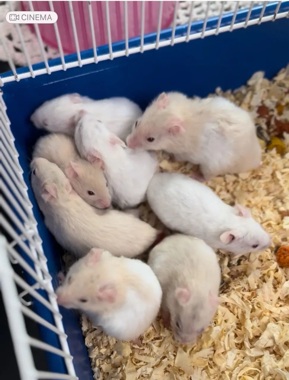 Hamster ? sírio  - Foto 5