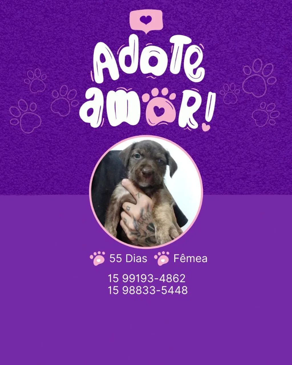 Filhote de cachorro para adoção