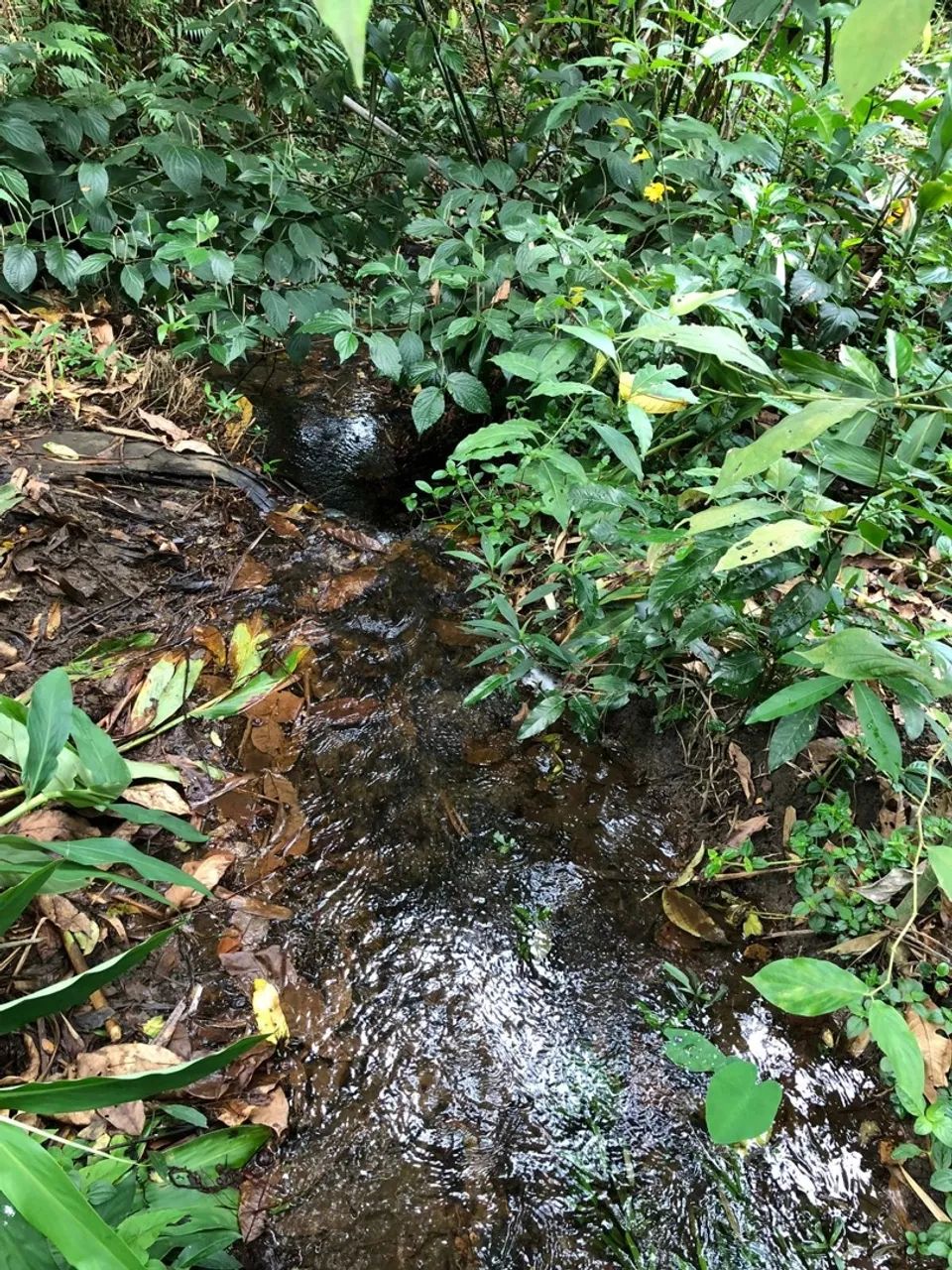 Foto - Goiânia - Cidade Jardim