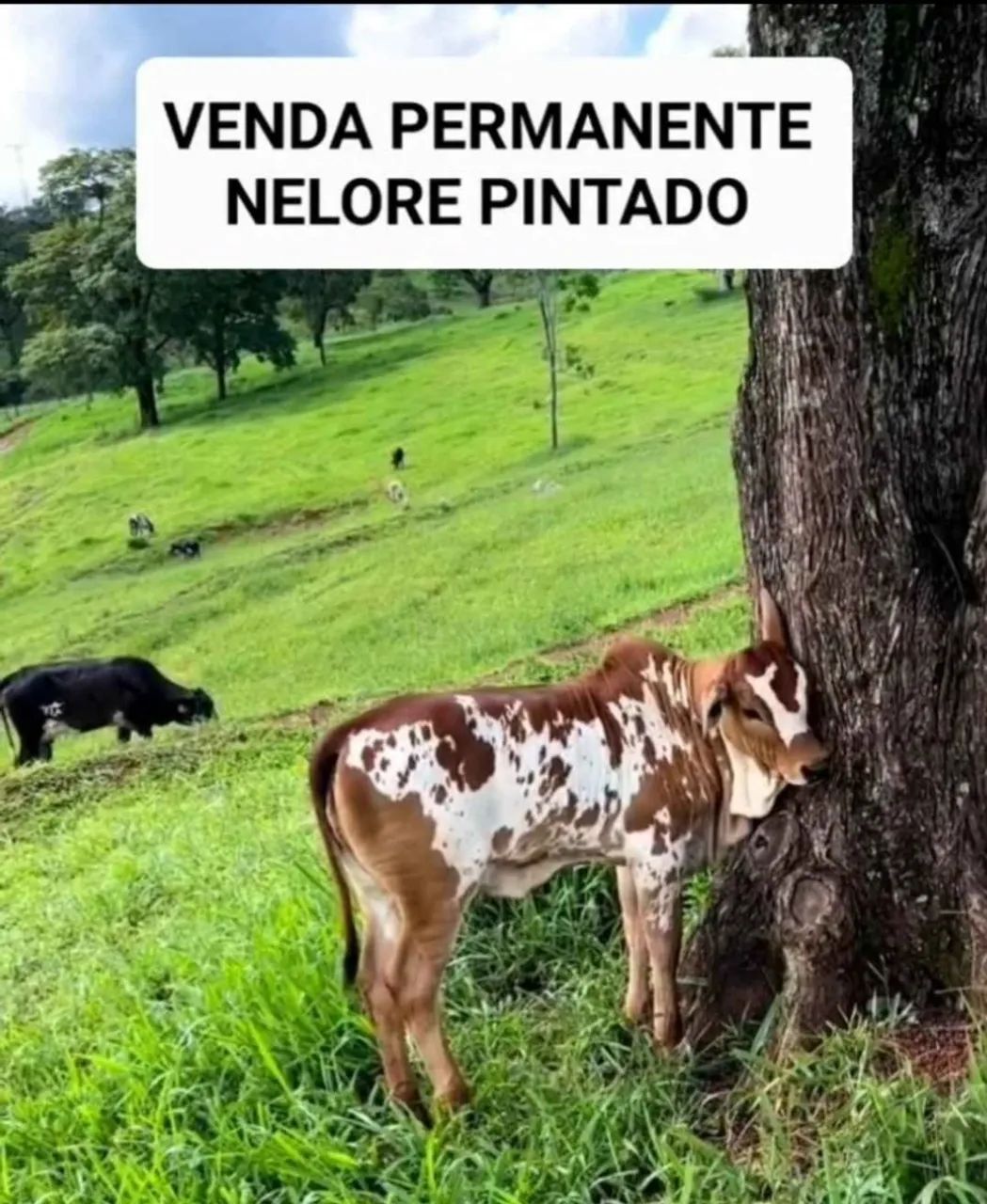 Nelore pintado - Foto 2