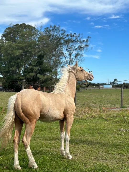 Potro Quarto de milha 