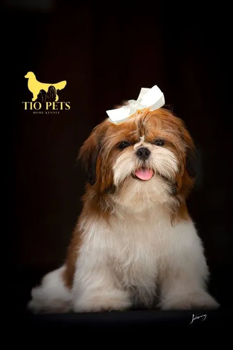 Shih Tzu Fêmea e Macho filhote - Foto 4
