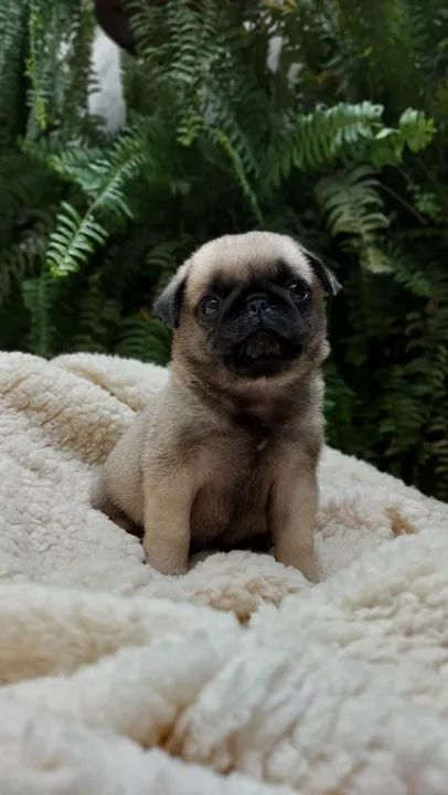 Pug Filhotes com Pedigree e garantia de saude 