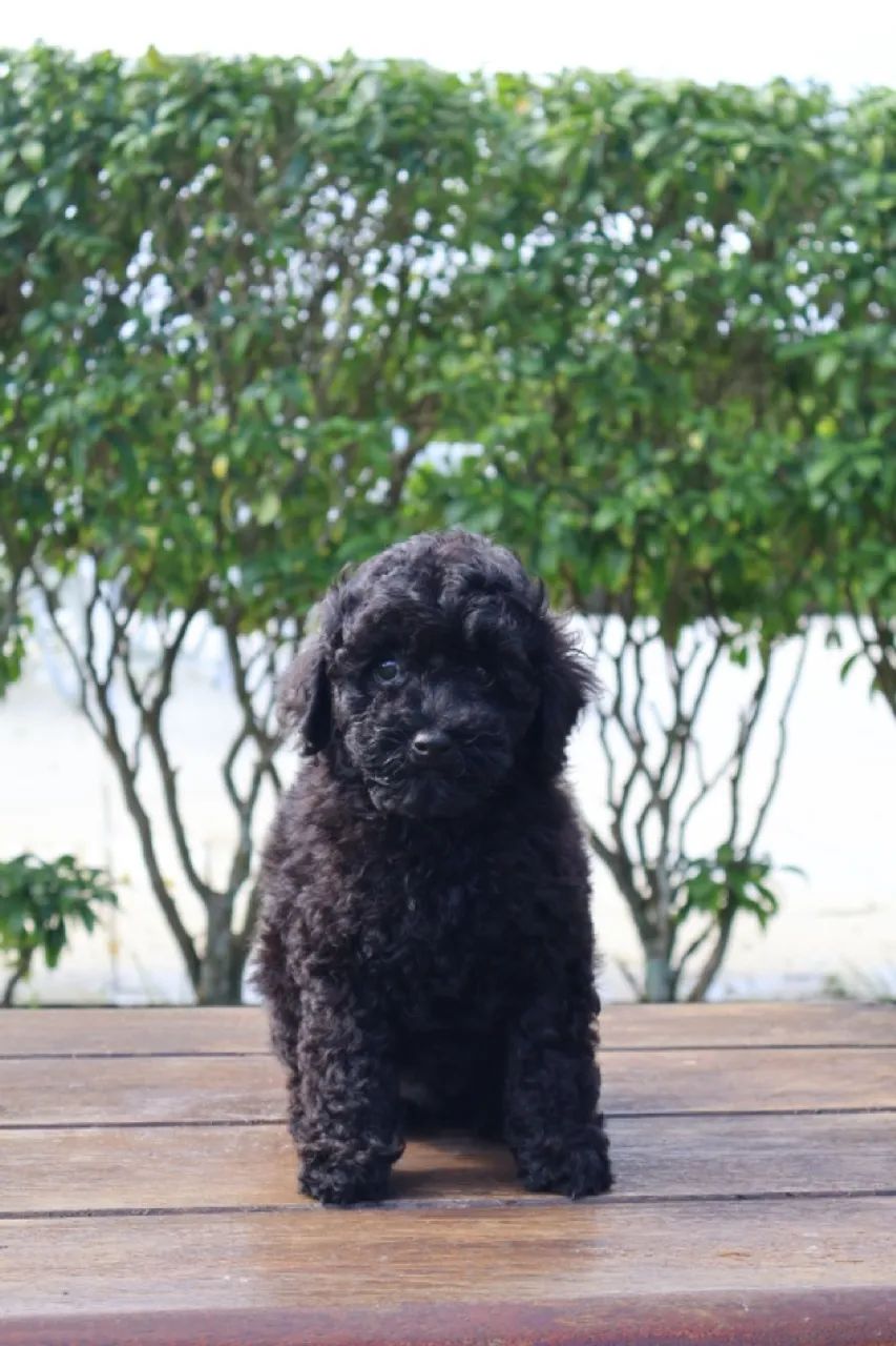 Poodle toy disponível - Foto 2