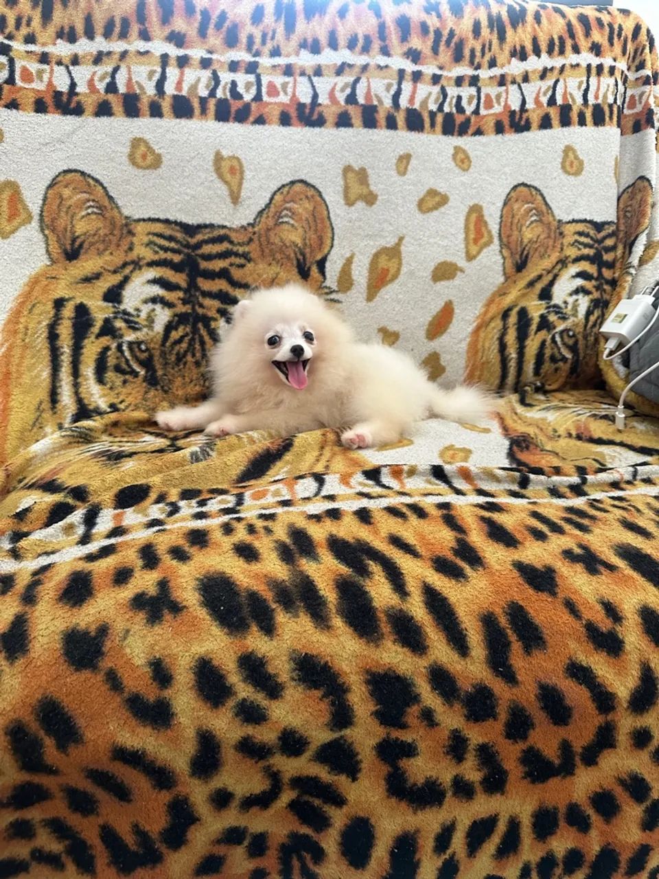 Lulu da Pomerania branco  - Foto 6