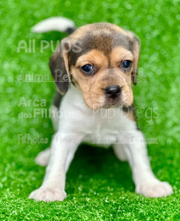 Beagle tricolor com 2 meses já com a primeira vacina v8