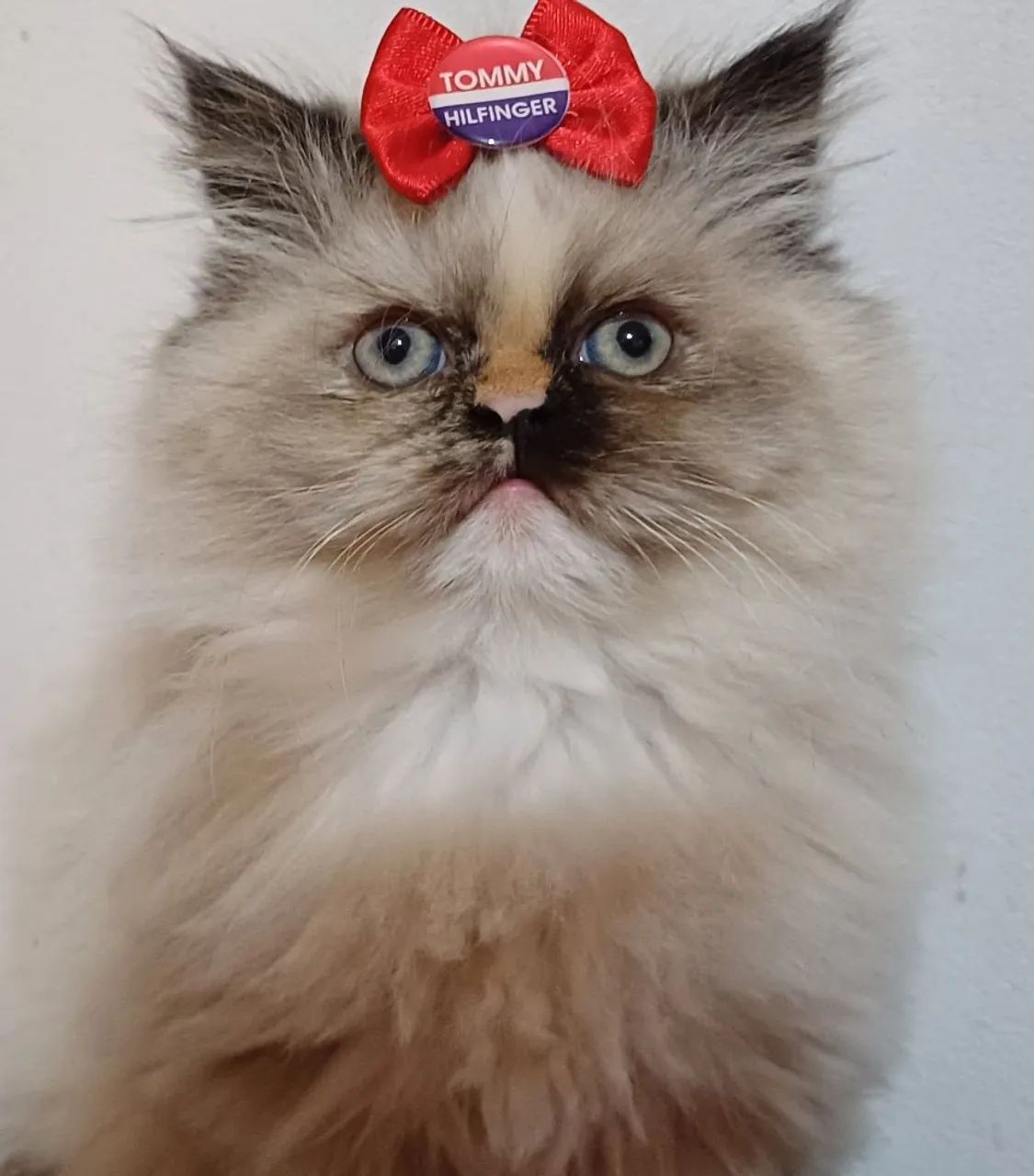 Linda filhote de gata persa femea olhos azuis pura.Parcelo.Entrego Joinville, Camboriú, 