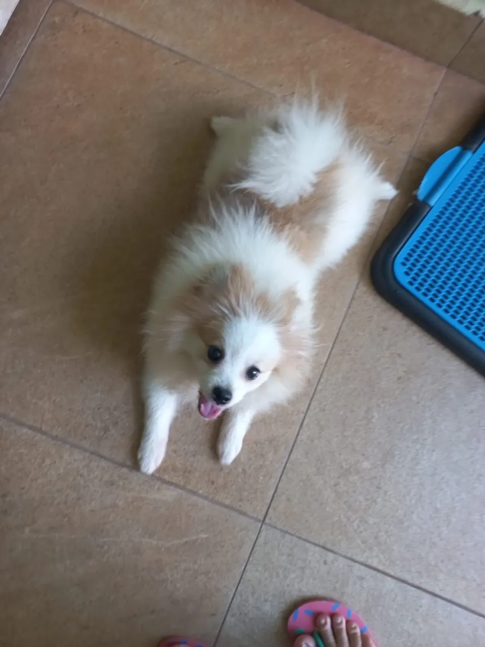 Filhote de Spitz Alemão a venda $2.500 cada!