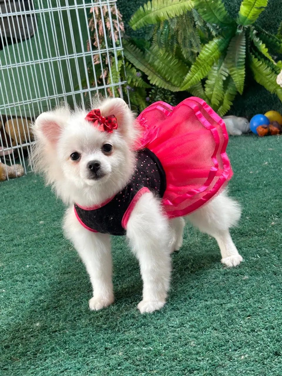 Lulu Pomerania  - Foto 5