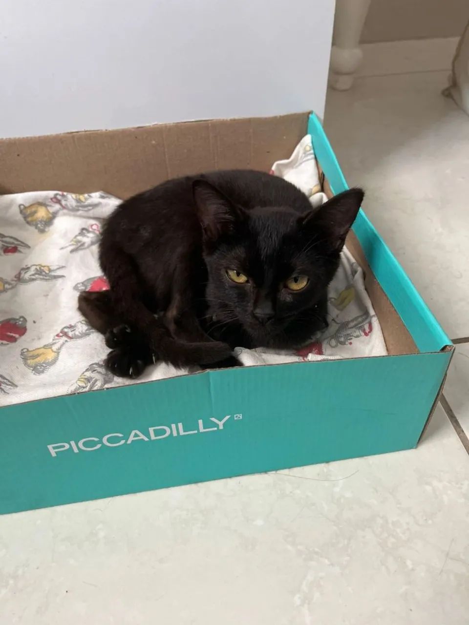 Gatinha Preta carinhosa para Adoção