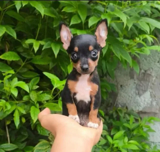 Pinscher 0 - miniatura cabe dentro do bolso -Sua melhor escolha