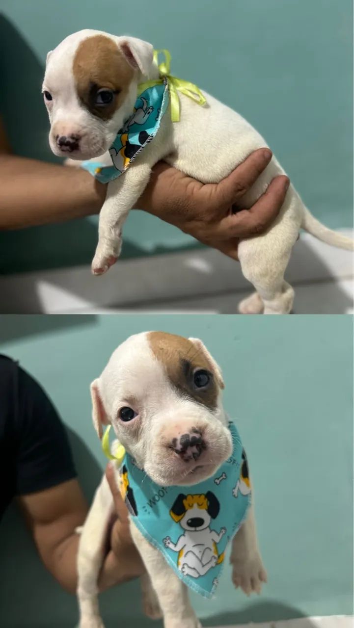 Filhotes Pitbull Macho - Foto 5