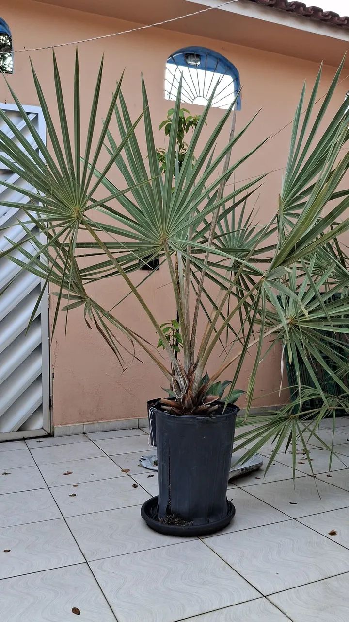 FILHOS DE BANANA PACOVAN  - Foto 3