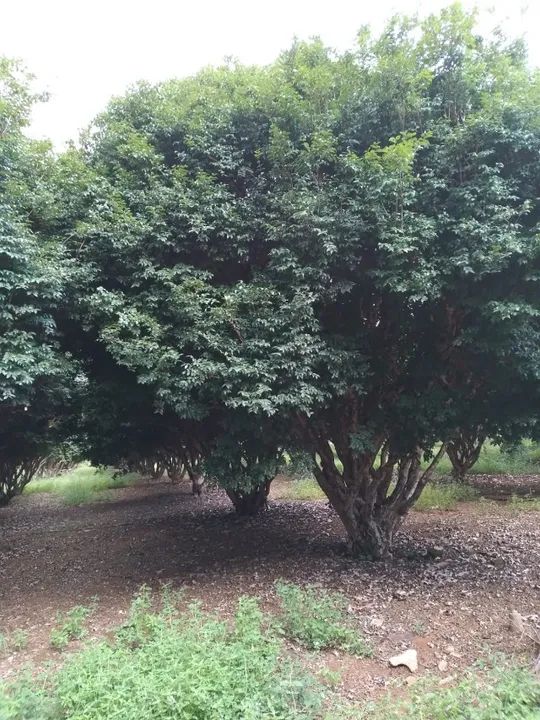 Pé de Jabuticaba - Foto 3