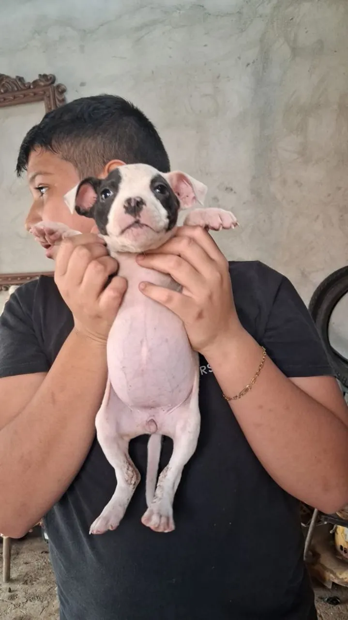 Filhote de Pitbull disponível para adoção!