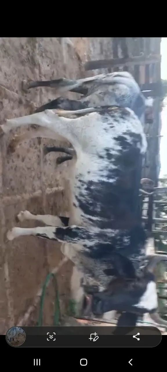 vaca leiteira  novilha boi 