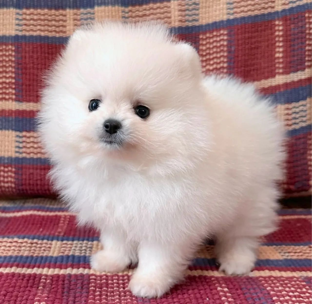 LULU DA POMERÂNIA prontos para novo lar - entrega segura 