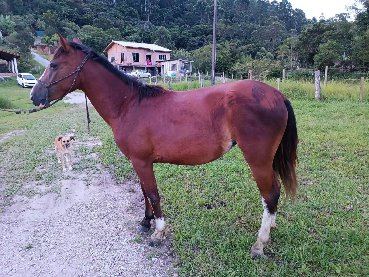 Potra chucra  - Foto 4