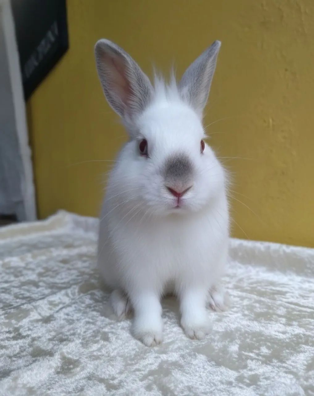 Machinho de coelho 64304360540161120