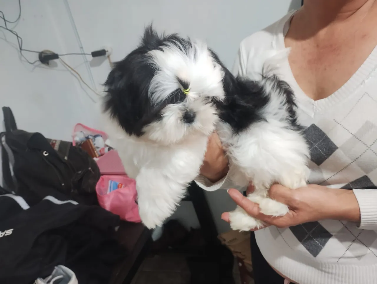Filhote Shih Tzu Machinho