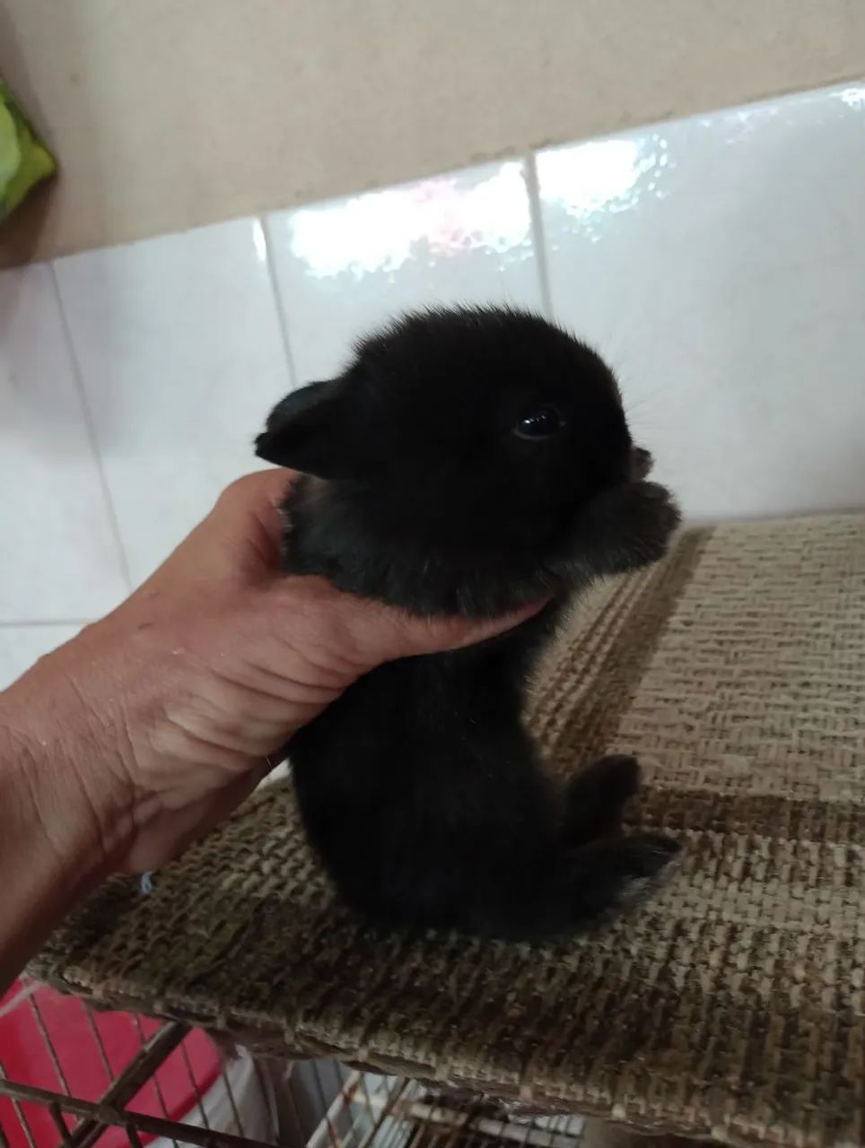 Outra ninhada disponível de filhotes de mini Lion.s. - Foto 4