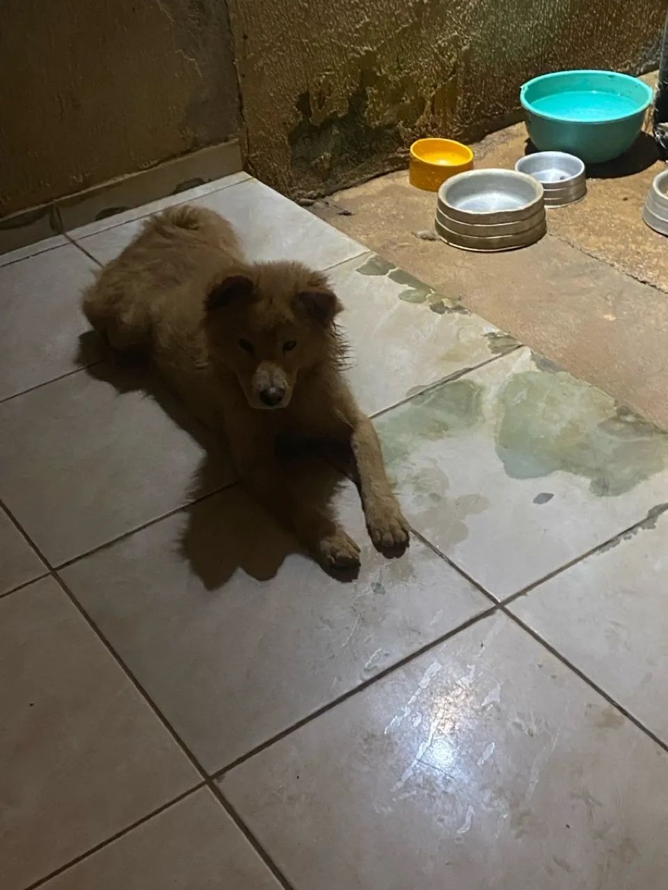 Cachorro lindo para adoção - Foto 4