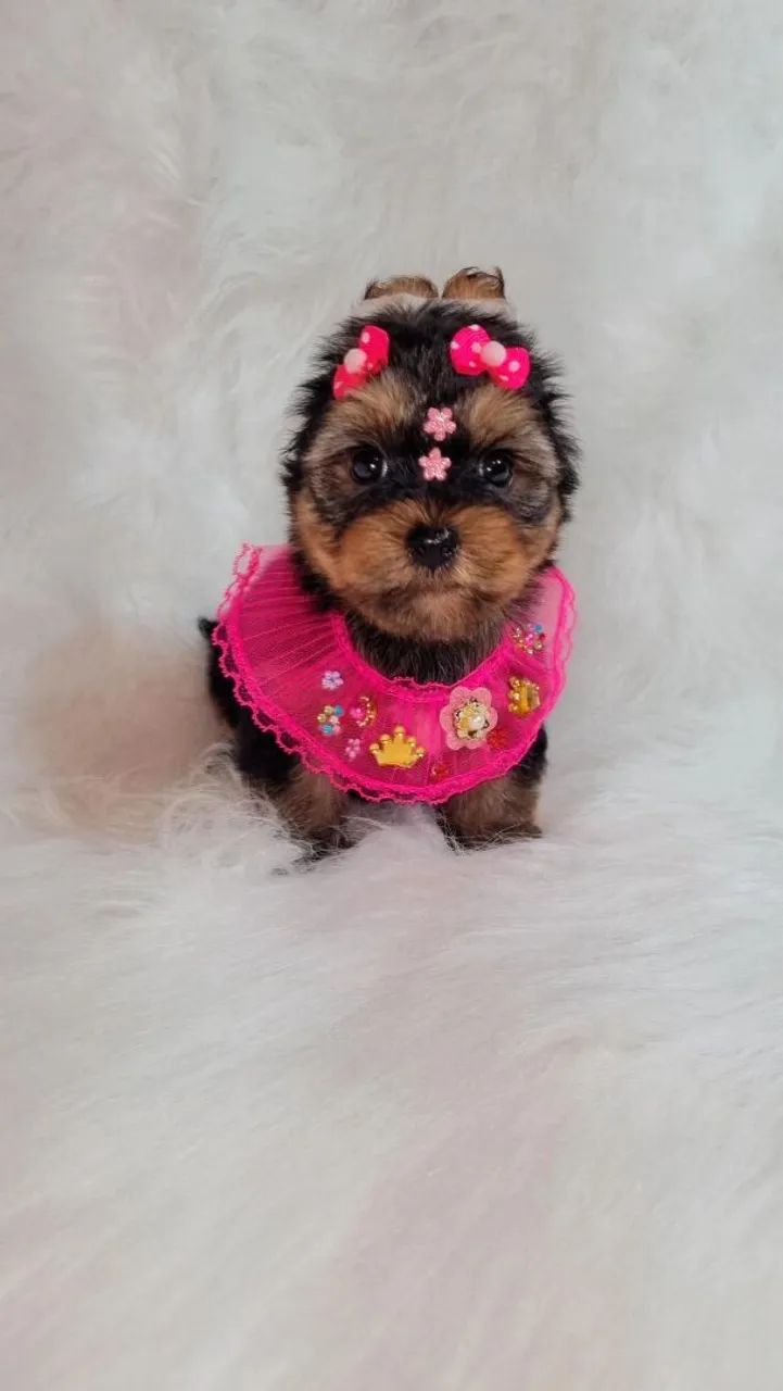 Lindas Fêmeas De Yorkshire Disponível!! - Foto 3