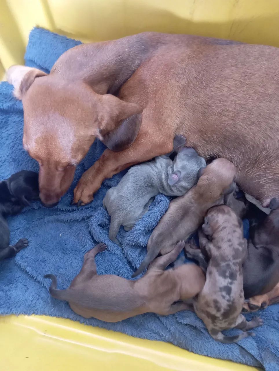 Filhotes dachshund, Cofap,Basset, salsicha  - Foto 2