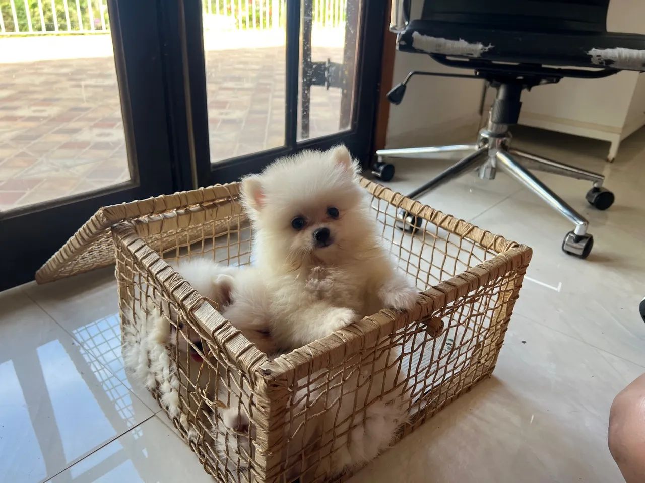 Filhote luluzinhos  - super promoção !!