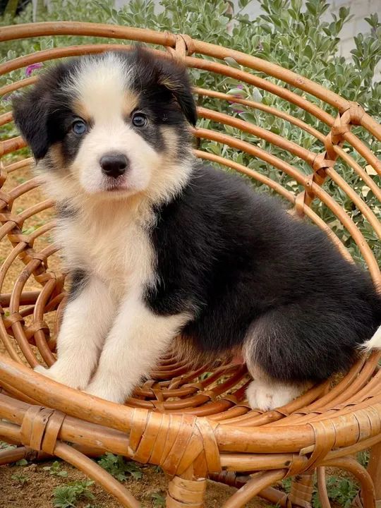 Filhote Border Collie lindo e dócil - Foto 4