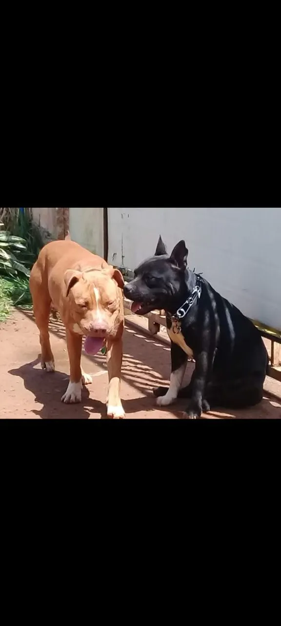 Pitbulls - Filhotes e Adultos