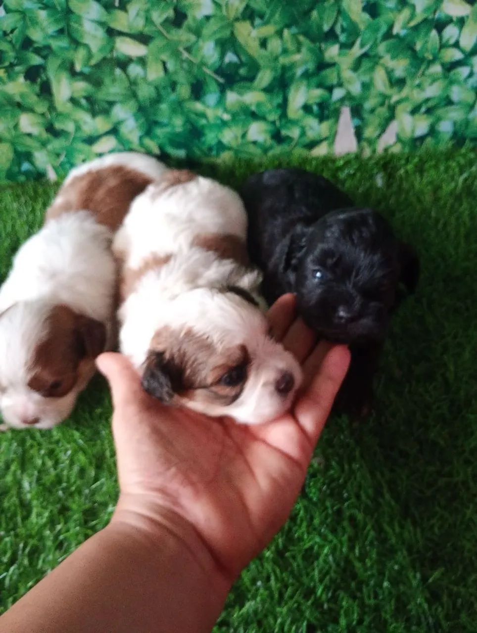Lindos filhotes Shih Tzu com poodle - Foto 4